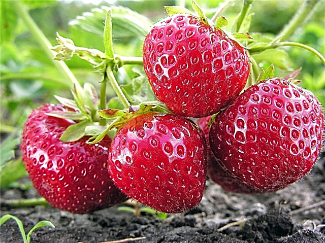 June-Bearing Strawberry Info - Co sprawia, że ​​truskawka ma czerwiec