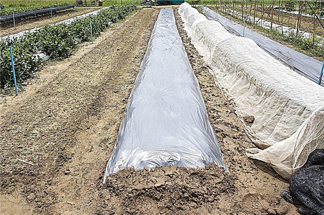Hideg talajmegoldások - tippek a talaj felmelegítéséhez tavasszal