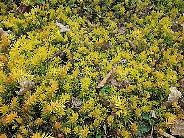 نباتات أنجلينا سيدوم: كيفية العناية بأصناف سيدوم 