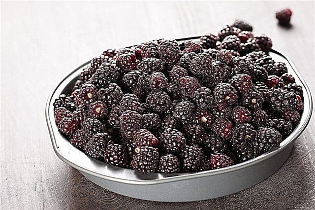 Boysenberry Benefícios e Usos - Por que você deve comer Boysenberries