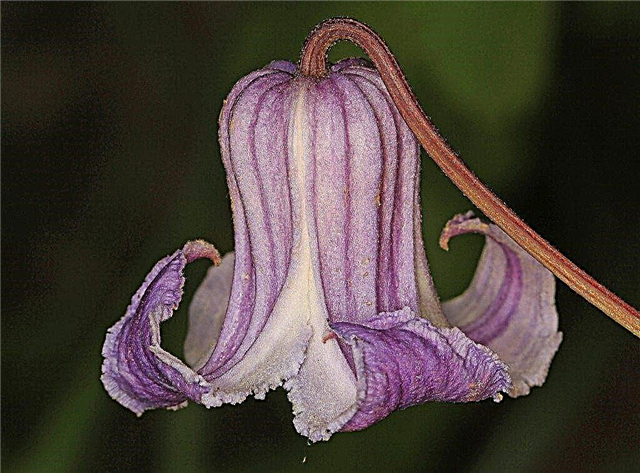 Información de la flor de cuero de pantano: aprenda sobre la clemátide de cuero de pantano