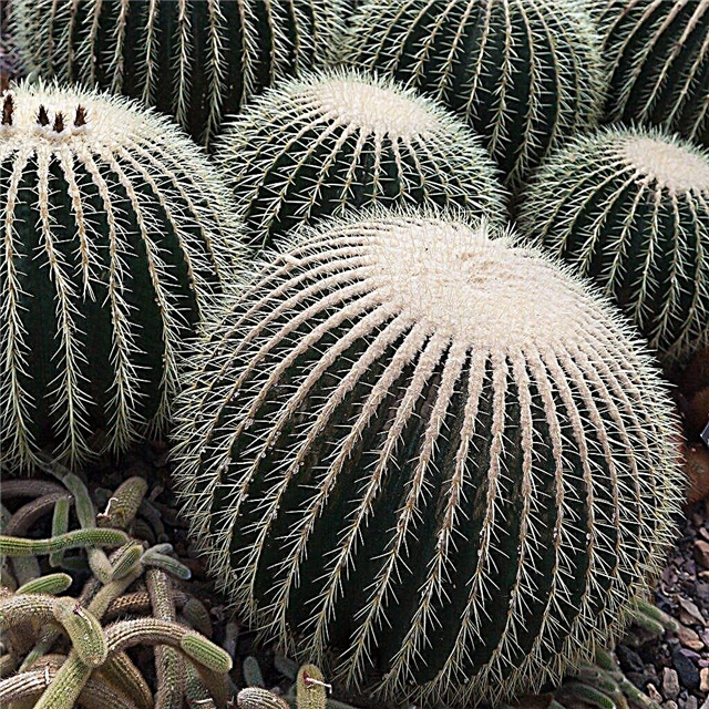 Ferocactus Plant Info - Cultiver différents types de cactus en baril