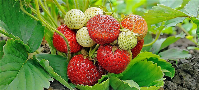 Northeaster स्ट्रॉबेरी पौधे - How to Grow Northeaster Strawberries