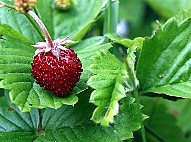 Was sind alpine Erdbeeren: Tipps für den Anbau von alpinen Erdbeeren