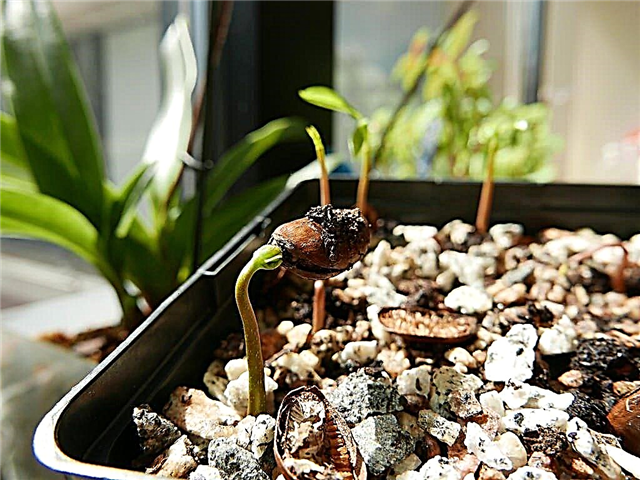 Comment planter des graines d'arbre de papaye: conseils pour faire germer des graines de papaye