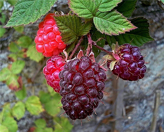 Loganberry Plant Info: Wie man Loganberries im Garten anbaut