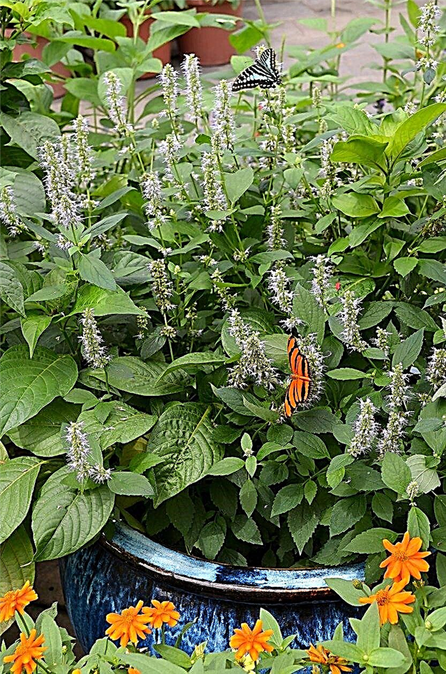 Butterfly Bush Container Growing - Hvordan vokse Buddleia i en gryte