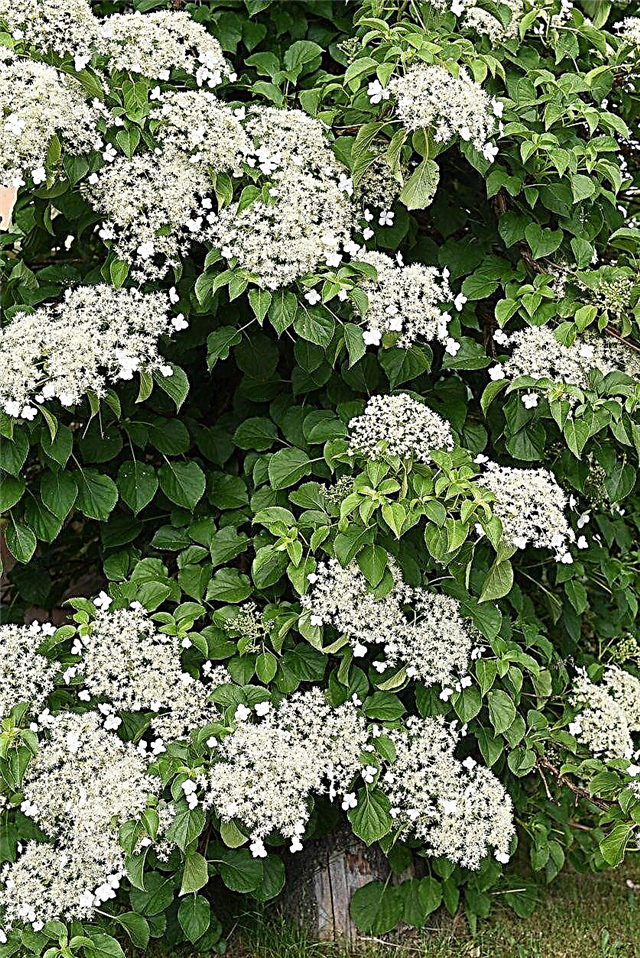 Evergreen Hydrangea Care - Cultivo de uma hortênsia de escalada Evergreen