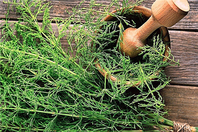 Comment récolter la prêle: conseils pour cueillir des herbes de prêle