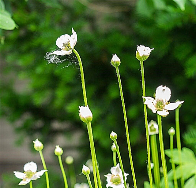 Thimbleweed Information: Wachsende Anemonen-Thimbleweed-Pflanzen