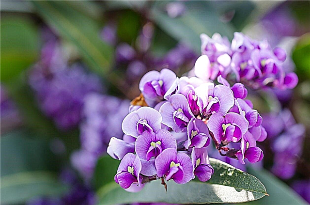 Vine Lilac Care - Cómo cultivar vides lilas púrpuras en el jardín