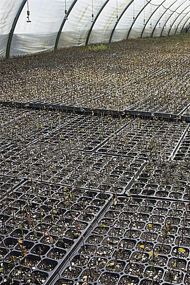 زراعة التوت البري من قصاصات: نصائح لتأصيل قطع التوت البري