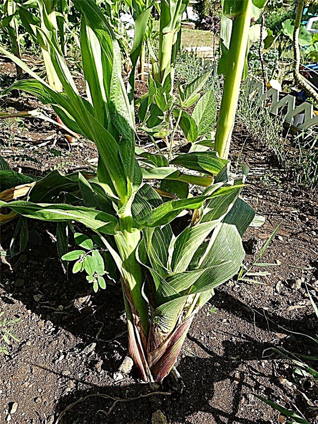 فيروس موزاييك من نباتات الذرة: معالجة النباتات بفيروس قزم