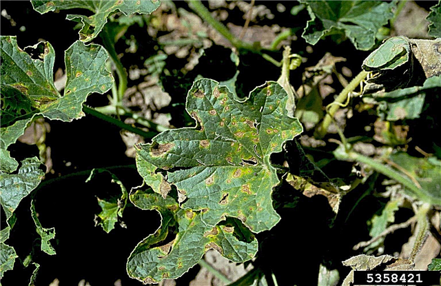 Melancia Alternaria Leaf Spot Control - Tratamento da queima das folhas das culturas de melancia