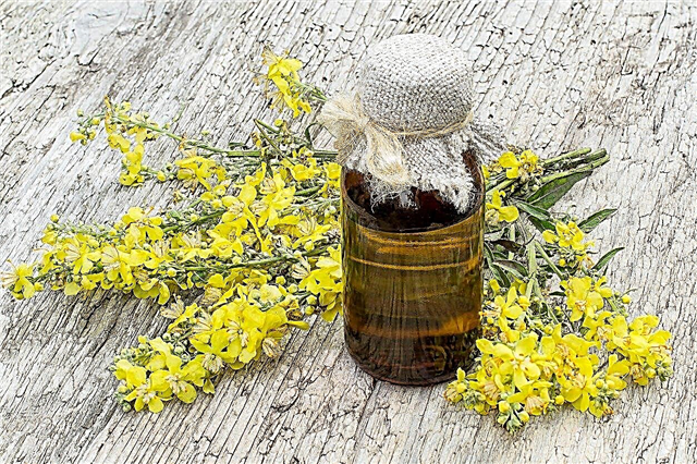 Mullein Herb Plants - Tips voor het gebruik van Mullein als kruidenbehandelingen