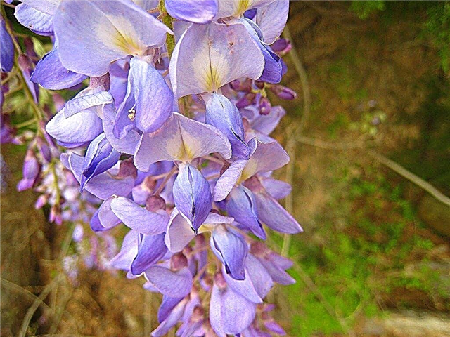 American Wisteria Care: How to Grow American Wisteria Plants