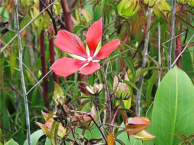 Texas Star Hibiscus Bilgi: Texas Star Hibiscus Büyümek için İpuçları