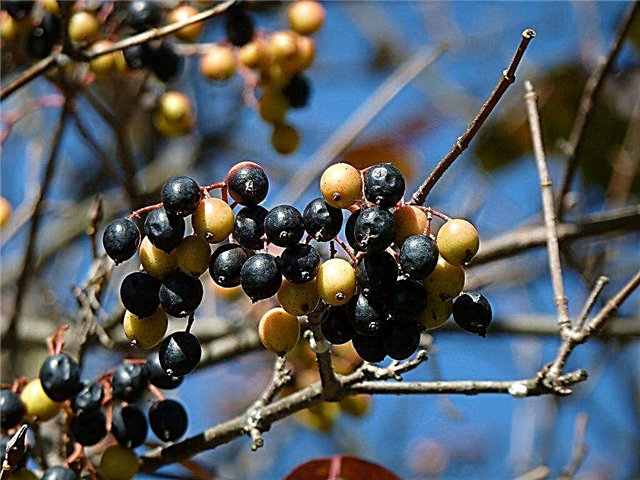 Chăm sóc Nannyberry - Tìm hiểu cách trồng Nannyberries trong phong cảnh