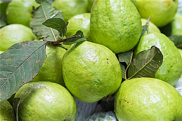 Mit guava-træ vil ikke frugt - grunde til, at der ikke er frugt på et guava-træ