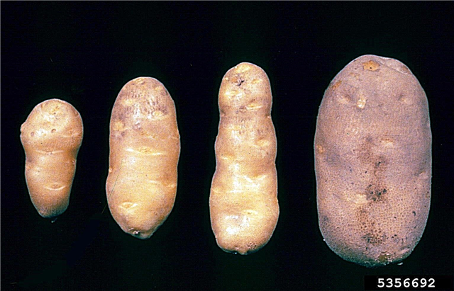 Tubérculo de fuso de culturas de batata: tratamento de batatas com fuso de tubérculo viróide