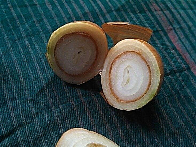 What Is Onion Soft Rot - تعرف على تعفن البصل في البصل