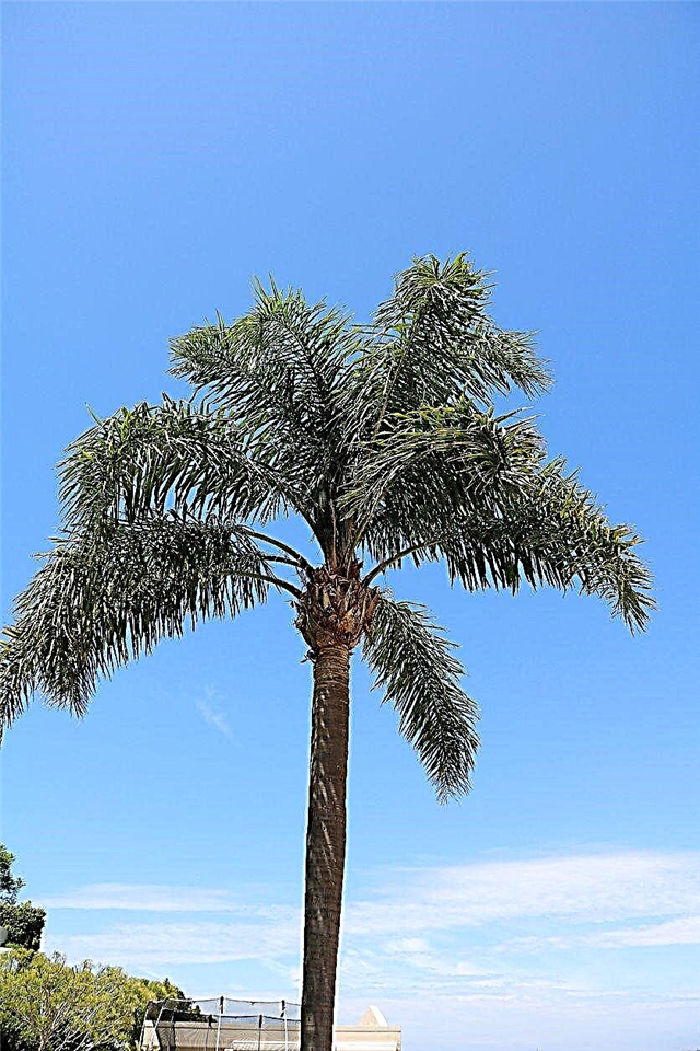 Karalienės palmių priežiūra - sužinokite, kaip užauginti karalienės palmę