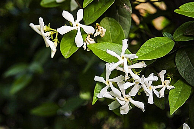 Asian Jasmine Care - Dicas sobre o cultivo de videiras asiáticas Jasmine