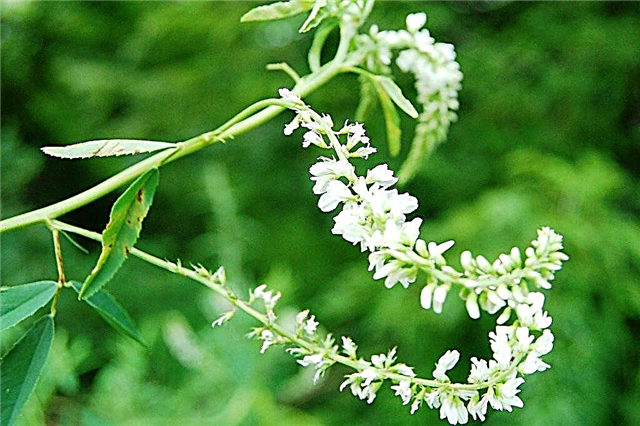 White Sweetclover Information - تعلم كيف تنمو نباتات Sweetclover البيضاء