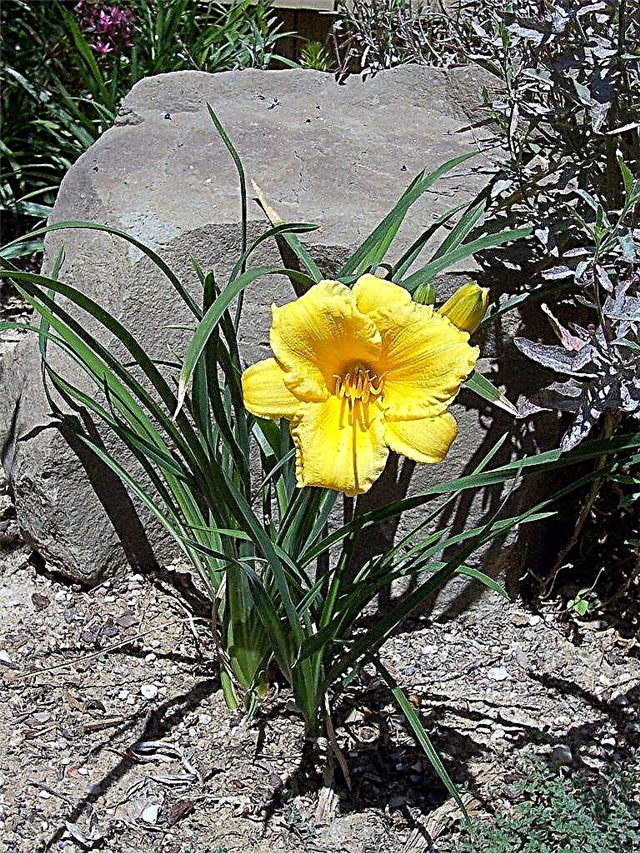Stella D’Oro Daylily Care: Tipps für den Anbau von blühenden Taglilien