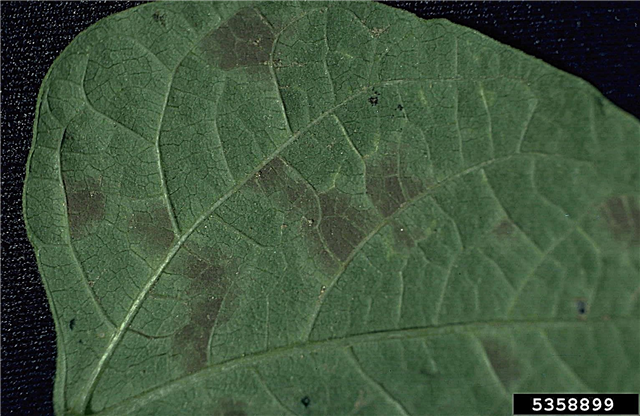 Doenças do ponto de folha de feijão-caupi: manejo de ervilhas do sul com manchas foliares