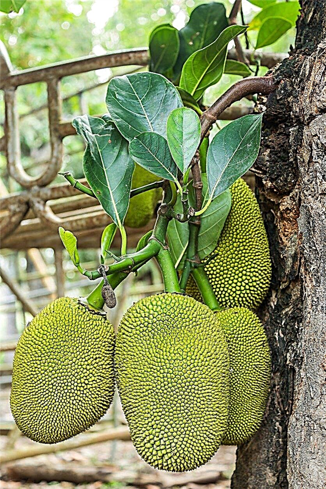دليل حصاد Jackfruit: كيف ومتى تختار Jackfruit