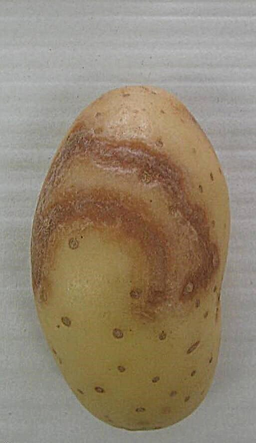 Qu'est-ce que Potato Ringspot: Reconnaître le Corky Ringspot dans les pommes de terre
