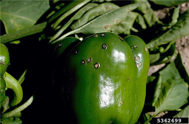 Pepper Black Spot - Por que existem manchas nas minhas pimentas