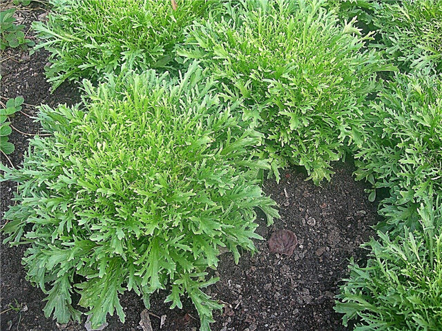 Frisée Planteinformation: Tip til dyrkning af Frisée salat
