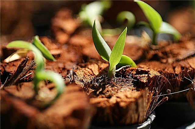 Plantera orkidéfrön - växer orkidéer från utsäde möjligt