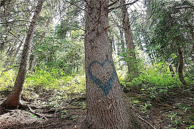Enlèvement de peinture graffiti: conseils pour éliminer les graffitis d'un arbre