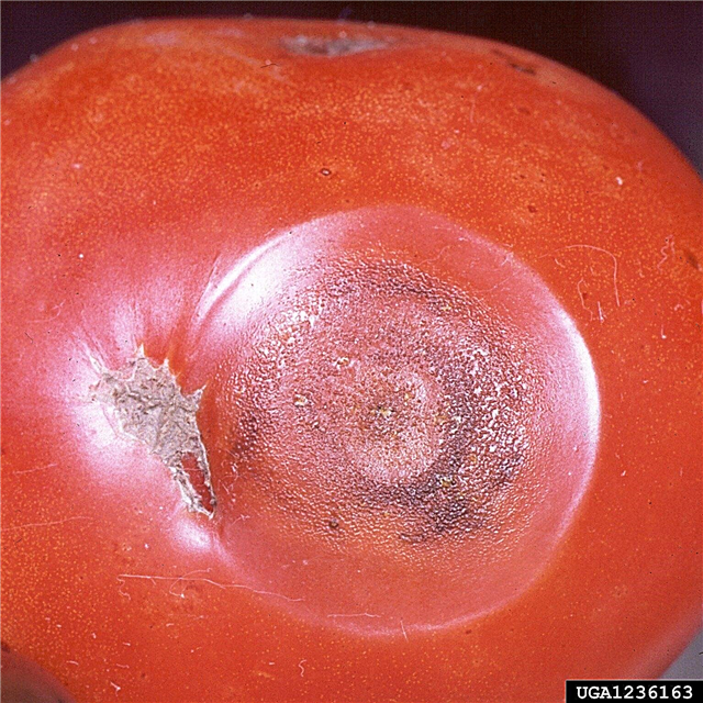 Información sobre la antracnosis del tomate: aprenda sobre la antracnosis de las plantas de tomate