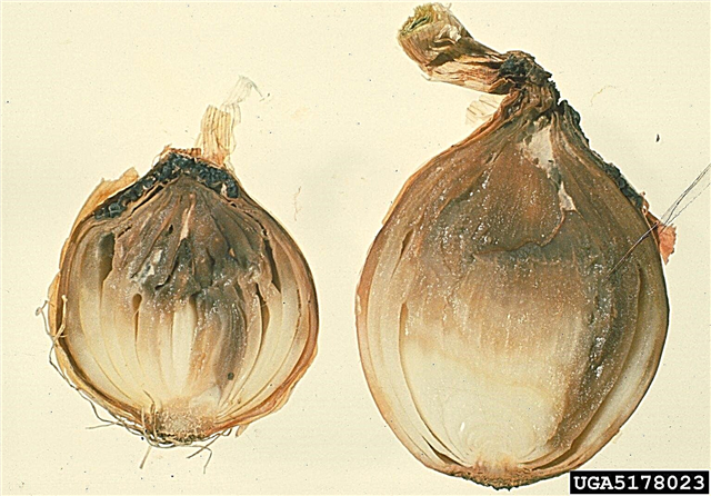 Onion Botrytis Information: O que causa a podridão do pescoço nas cebolas