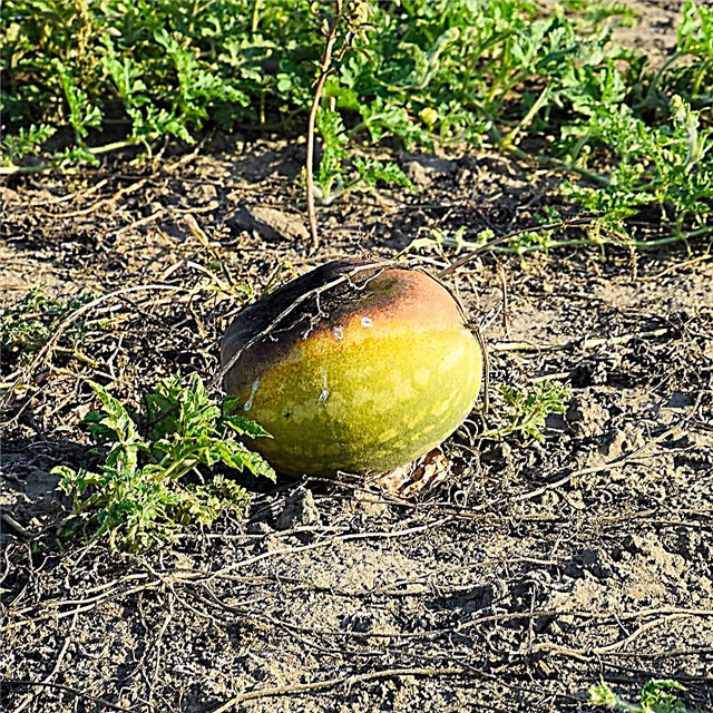 البطيخ المتعفن على كرمة: ماذا تفعل لبطن بطن التعفن