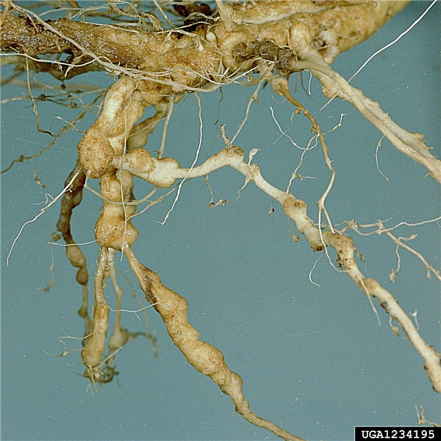 Tratamentul cu nematode pepeni verzi - gestionarea nematozilor plantelor cu pepene verde
