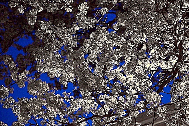 Cuidados com a neve da primavera Crabapple: Como crescer uma árvore de neve da primavera Crabapple
