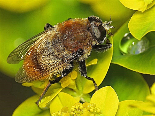 Conseils pour le contrôle des mouches à bulbes: Apprenez à tuer les mouches à bulbes
