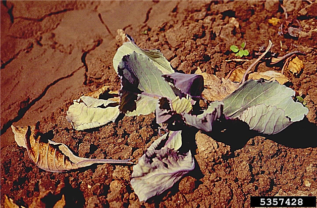 Jaunes fusariennes des cultures de colza: gestion des cultures de choux avec les jaunes fusariennes