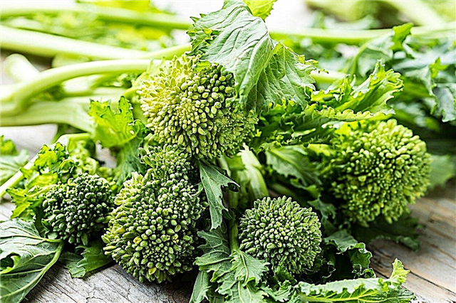 Topf-Broccoletto-Pflege: Wie man Broccoli Rabe in Behältern züchtet
