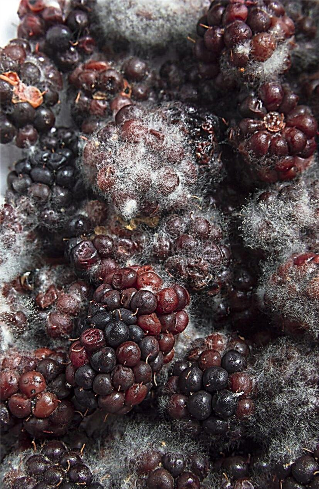 Pudrición de la fruta Blackic Penicillium: ¿Qué causa la pudrición de la fruta de las moras