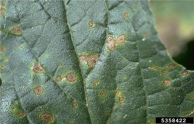 Cucurbit Alternaria Leaf Spot: การกำจัดใบไหม้ของแตงกวา