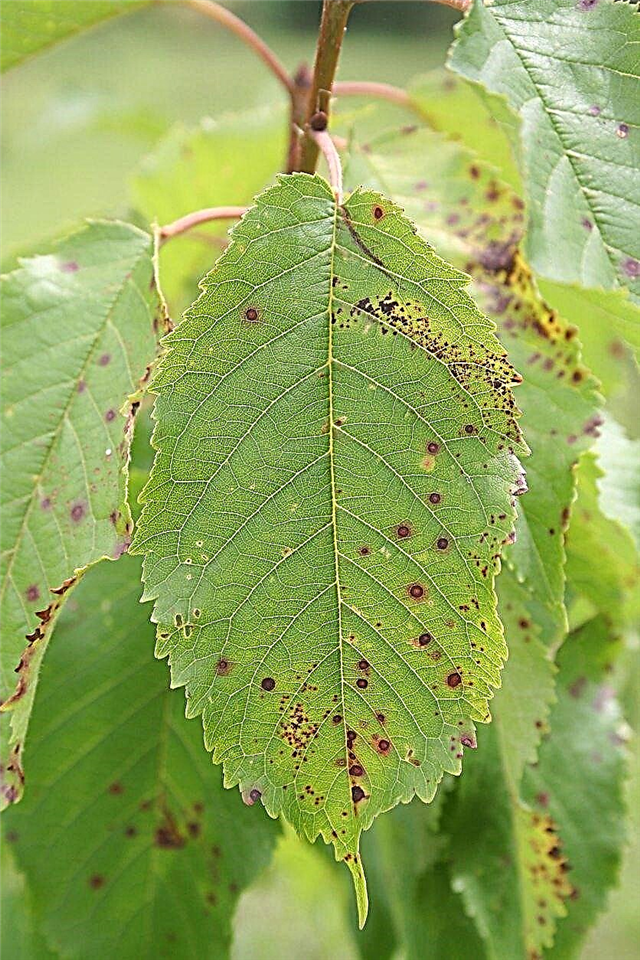 Redenen voor Cherry Leaf Spots: Cherry Leaves behandelen met vlekken