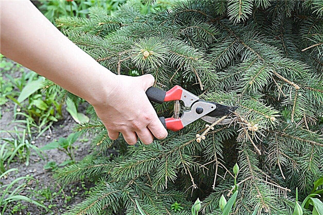 Zníženie trpasličieho smreku: Ako prerezávať stromy trpaslíka