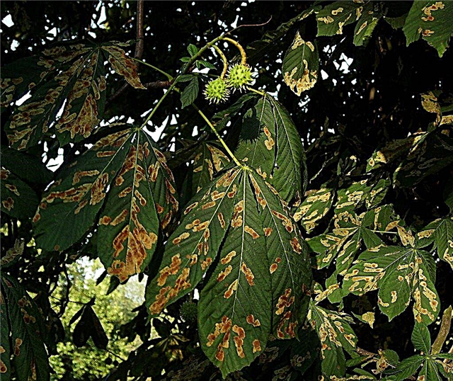 Problemi dell'albero di castagne: informazioni sulle malattie comuni della castagna
