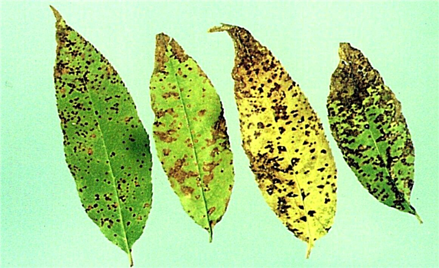 Probleme cu frunze de cireș - Ceea ce provoacă petele de frunze pe cireșe